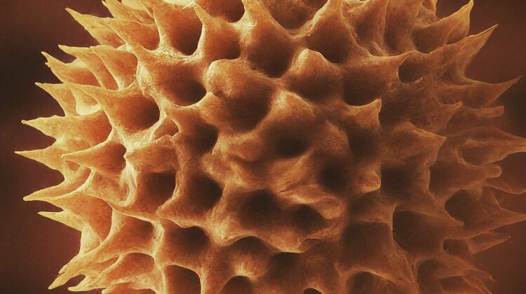 Upclose image of pollen, an allergen in Douglasville, GA.